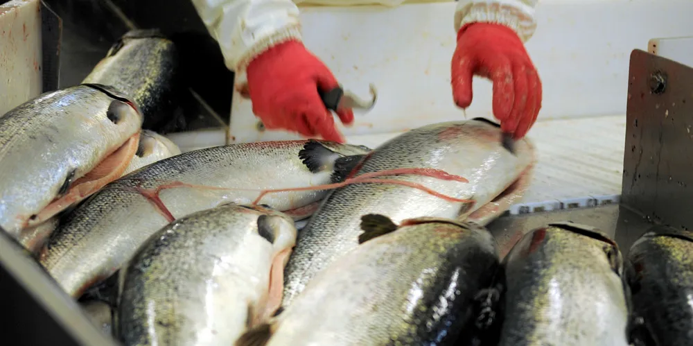 Spot prices for Norwegian salmon softening