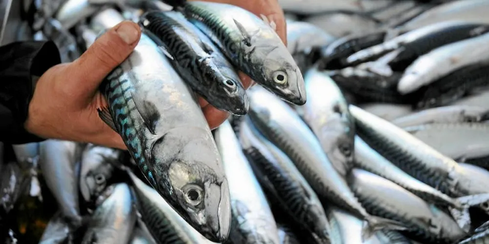 The lack of agreement over how much of the shared quota each country gets has worsened in recent years. Nations that harvested the fish in 2021 exceeded International Council for the Exploration of the Sea (ICES) advice by 30-40 percent for key pelagic stocks.