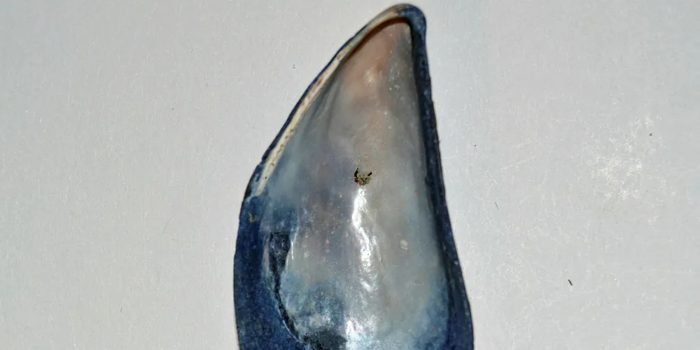 Common blue mussels can give clues to environmental changes.
