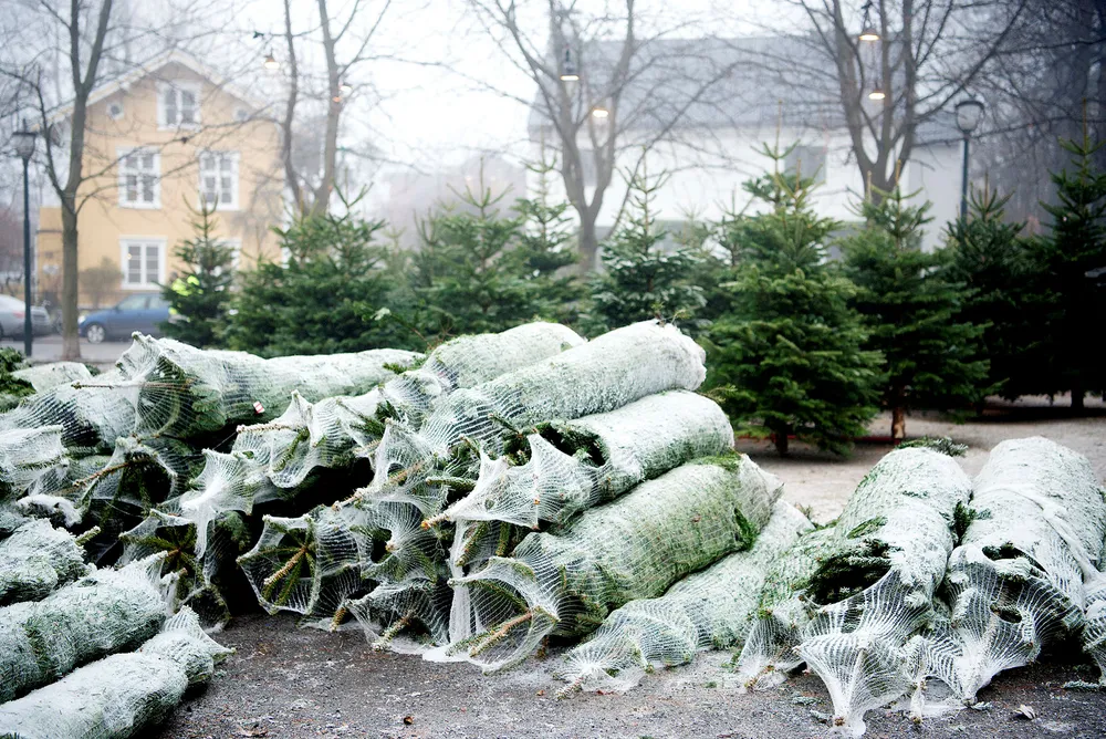 Økt etterspørsel etter juletrær av edelgran øker juletredyrkernes behov for frø av høy kvalitet og planter som er tilpasset norske vokseforhold, sier forfatteren. Foto: Mikaela Berg