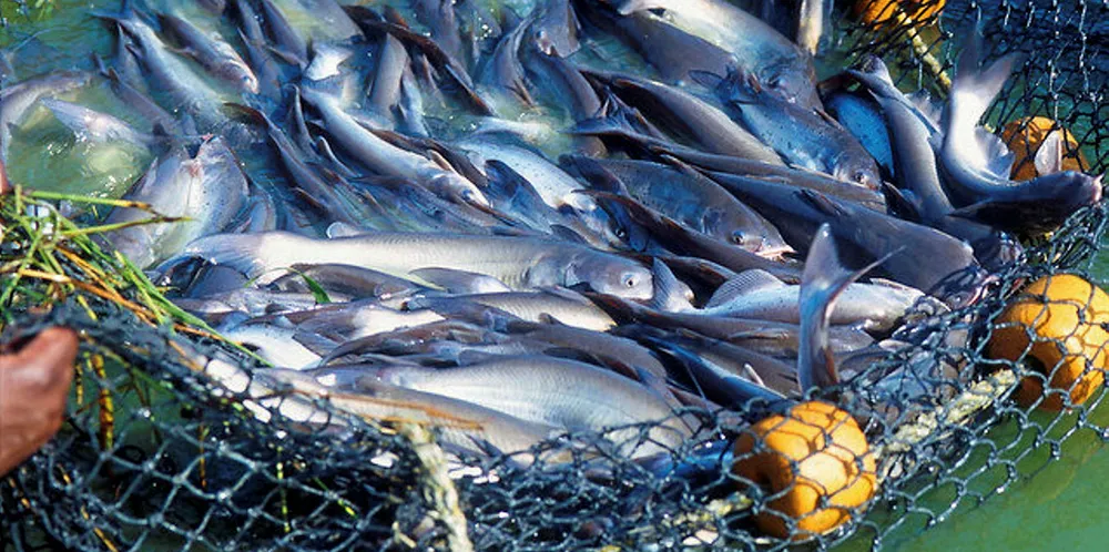 The USDA is seeking more catfish for its national school lunch programs.