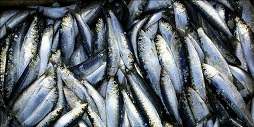 UK study 'provides clarity over fish sites' for wind developers