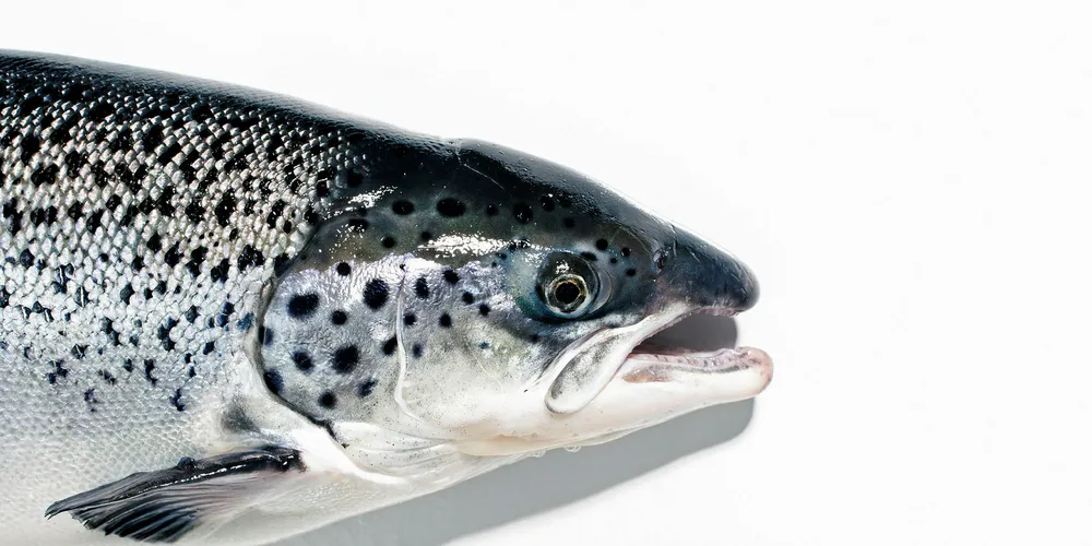 AquaBounty has sold its first batch of GM salmon to customers in Canada.