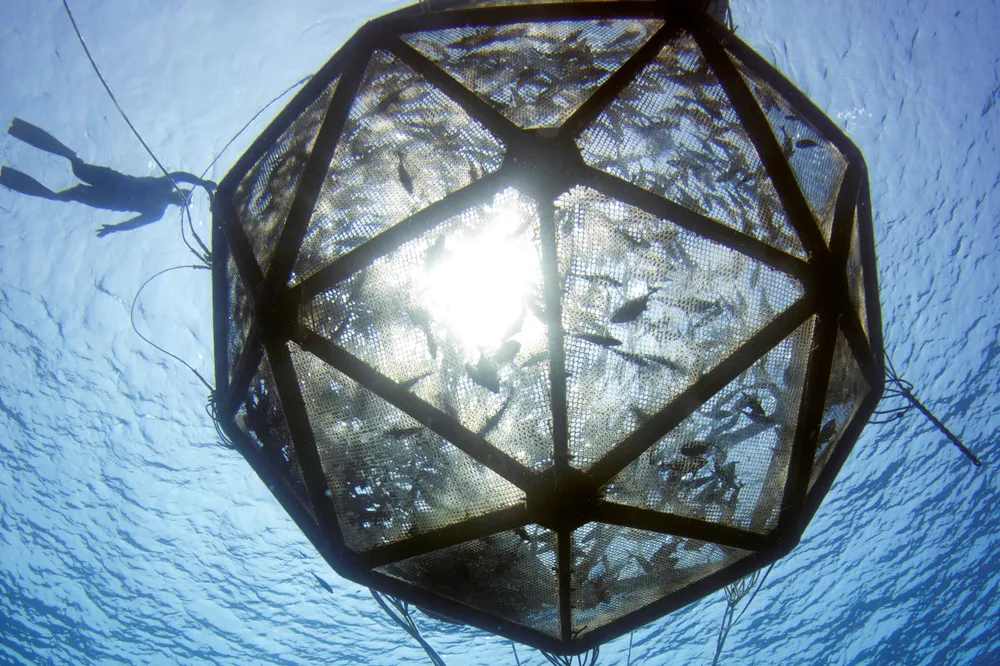 US companies have been patiently waiting for a regulatory framework allowing for commercial aquaculture in the country.