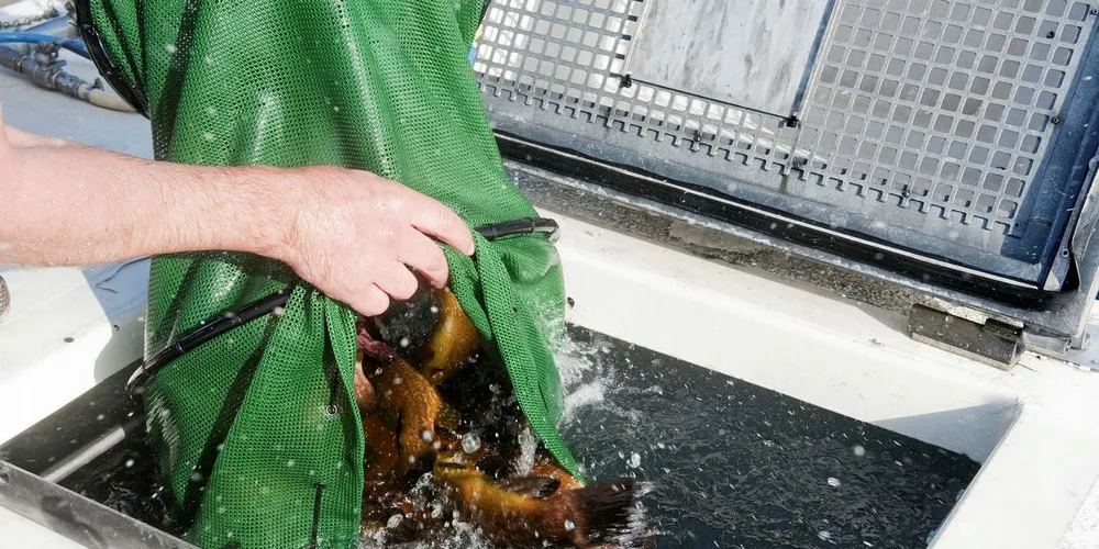 Hvor mye får leppefisk kan en fiske og blir det redskapsbegrensning? Det spørsmål kystfiskere som skal igang med leppefisk-sesongen stiller seg.Illustrasjonsfoto: Kjersti Kvile