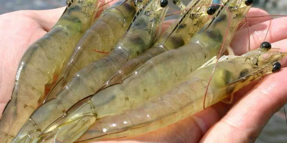 The Brazilian shrimp industry is on the rise.
