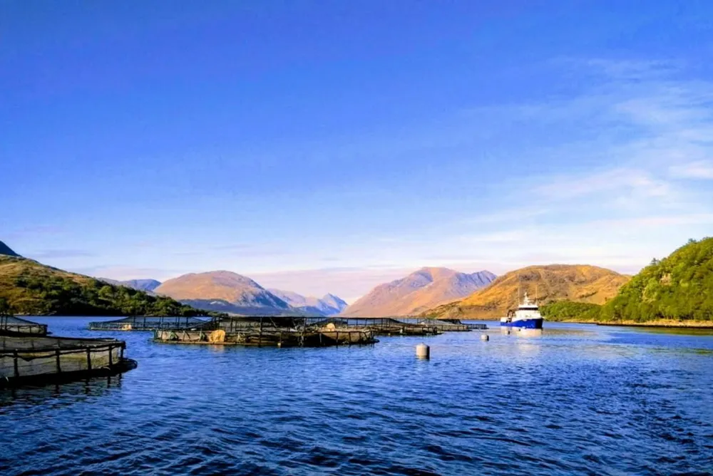 Scotland's salmon farmers are applying lessons learned over a challenging couple of years.