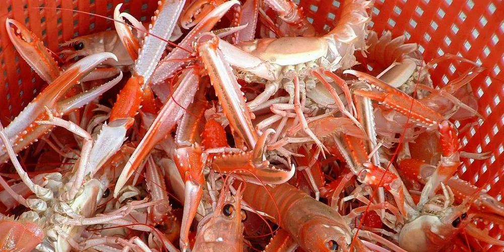 SVART SALG: To yrkesfiskere etterforskes for mistanke om ulovlig salg av kreps. Illustrasjonsfoto: fiskeri.no
