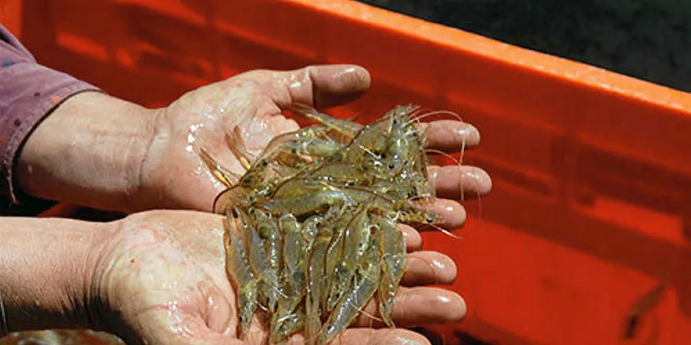 Mexico shrimp