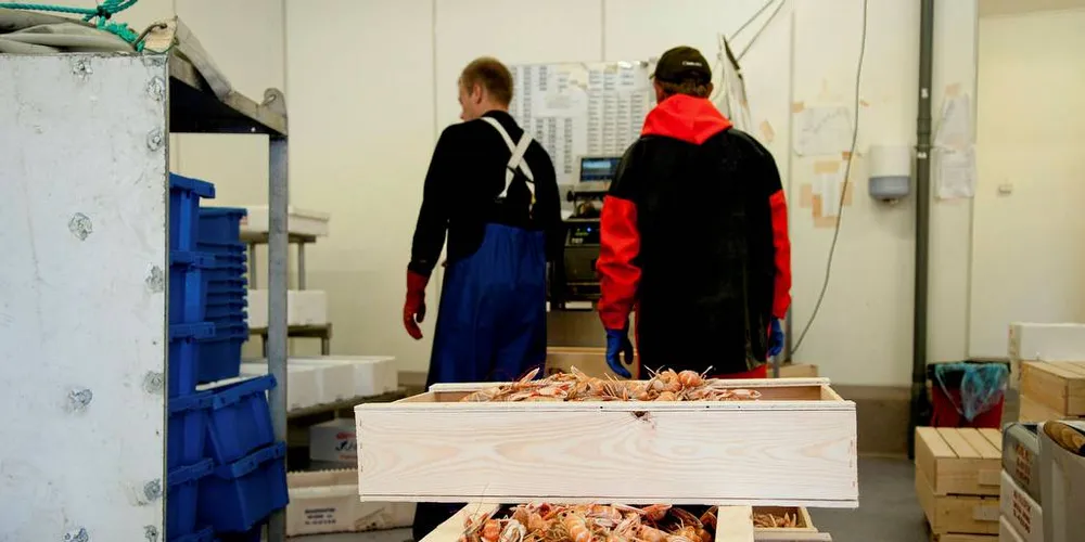 VIKTIG VARE: I helgen vil fiskerne i Fiskerlaget Sør diskutere muligheten for å fremdeles få kreps som bifangst i rekefisket. Her er det levering ved Fjordfisk på Hvaler. Foto: Kjersti Kvile