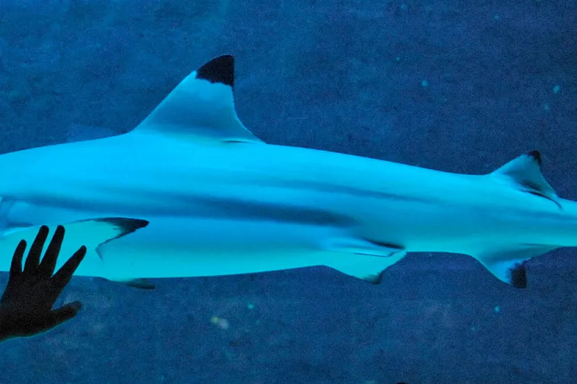 Bigger bite: Chevron and Shell adjust working interests in their US Gulf of Mexico Blacktip and Silverback projects