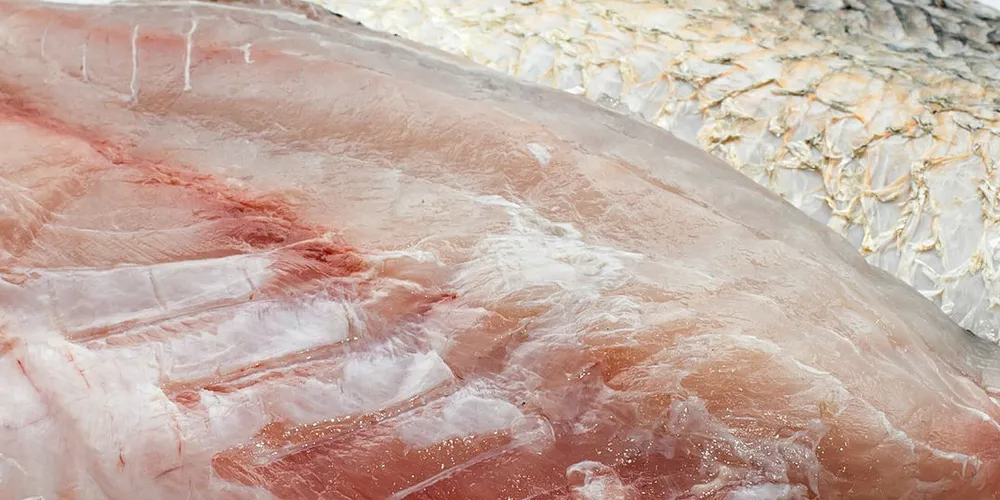 A former US pig farmer is raising barramundi with the help of new technology.