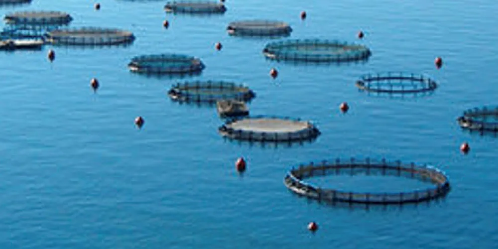 Andromeda Spain. Amerra Capital plans heavy investements in Spain sea bream, bass farming through 2020.