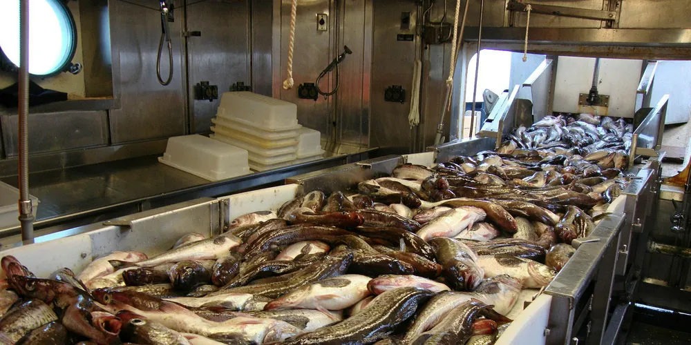 Scientists recommending decrease in Bering Sea pollock ABC | Intrafish