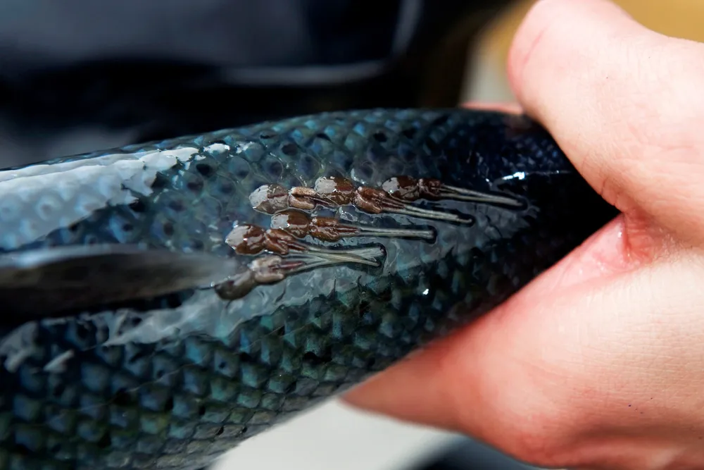 Lakselus er en parasitt som lever på laksefisk i saltvann. I Norge har den i en årrekke skapt store problemer både for villaks og oppdrettslaks. Nå er det også problemer på Island. Foto fra en tidligere anledning.