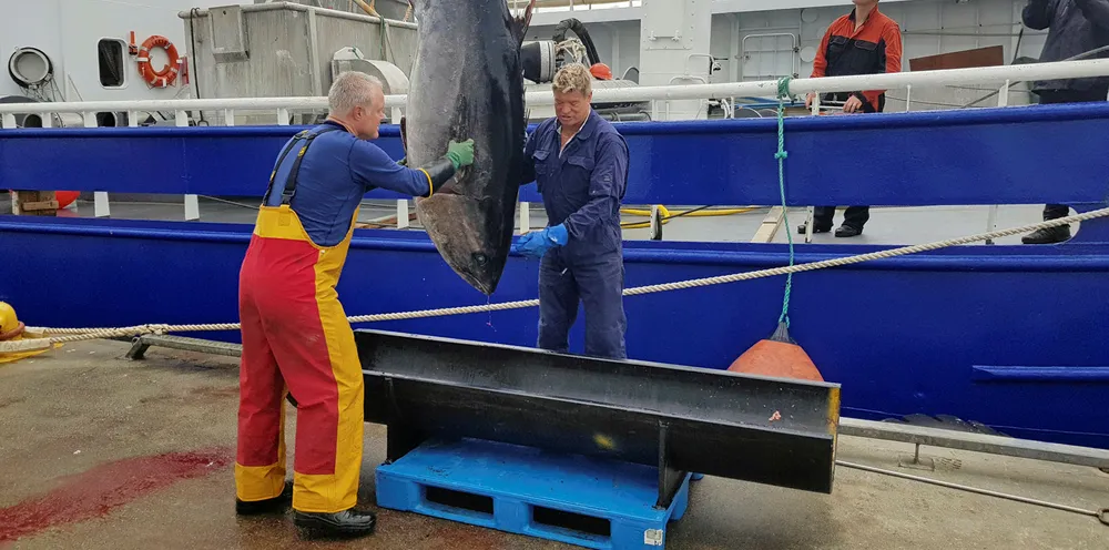 STOR FISK: Det var nødvendig med mye spesialutstyr for å kunne ta imot størjefangstene. Her er «Hillersøy» inne med en størjefangst fra en tidligere tur.
