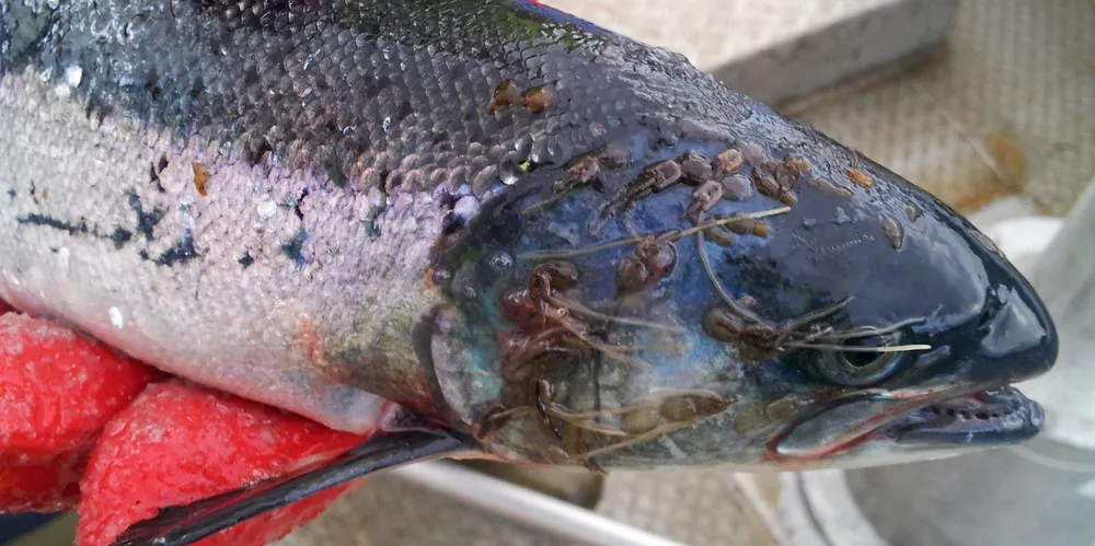 Sea lice is among the biggest factors affecting the salmon farming industry's efficiency.