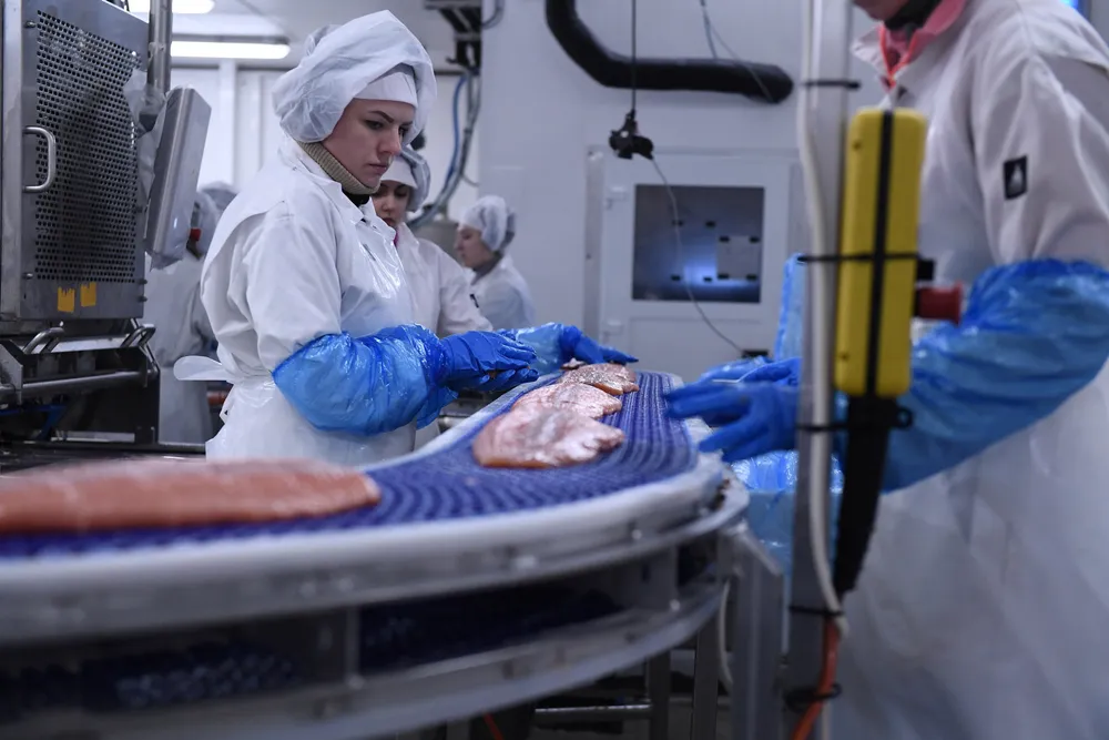 Formuesskatten svir særlig i distriktene, skriver Roger Hofseth og Knut Flakk. Bildet: Laks pakkes for eksport hos Hofseth International på Valderøy like utenfor Ålesund.
