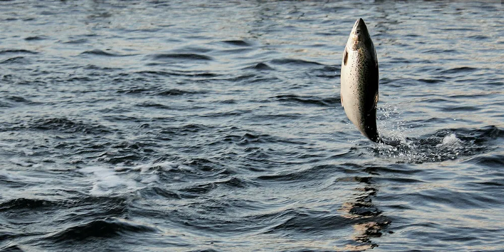 Salmon prices are close to NOK 10 per kilo higher than last Friday.