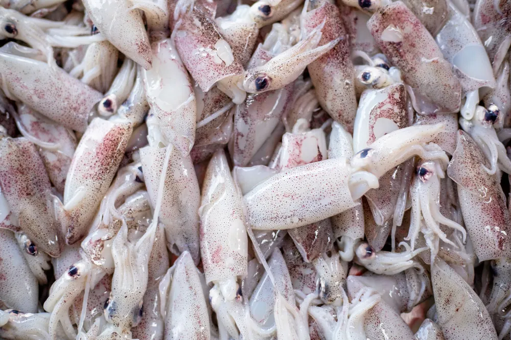 The deal will make Cal Marine Fish Company one of the leading squid producers in California.