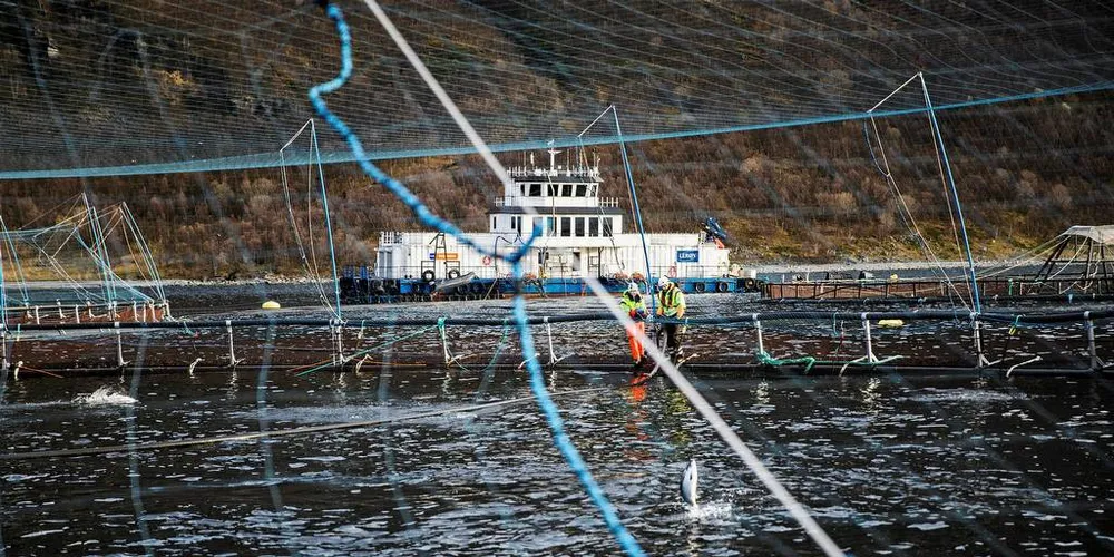 Hvem, med kjennskap til kommunebudsjetter i Distrikts-Norge, ser for seg en kommunepolitiker som kan takke nei til årlige millioninntekter fra oppdrettsindustrien? spør Toine C. Sannes, sentralstyremedlem i Miljøpartiet De Grønne.Foto: Per Thrana