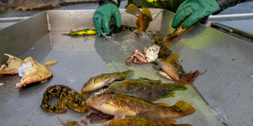 Fiskeren på «Alken» fikk inndradd 700.000 kroner i fangstverdi for leppefisk-fiske.