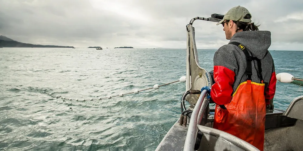 Copper River salmon catch is projected to decline in 2021.