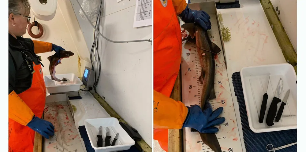 Pigghåtoktet er et samarbeid mellom Havforskningsinstituttet og Måløy videregående skole.