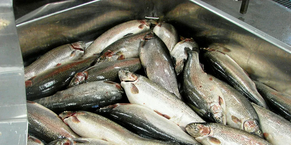 Pink salmon.