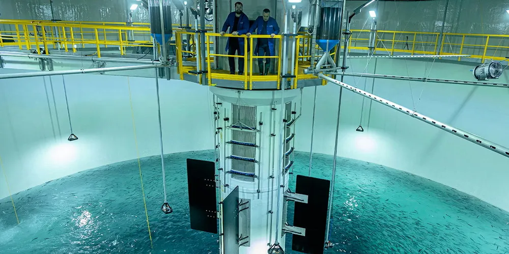 CEO Hakon Andre Berg looks on as the first smolt acclimatize to Salmon Evolution's tanks.