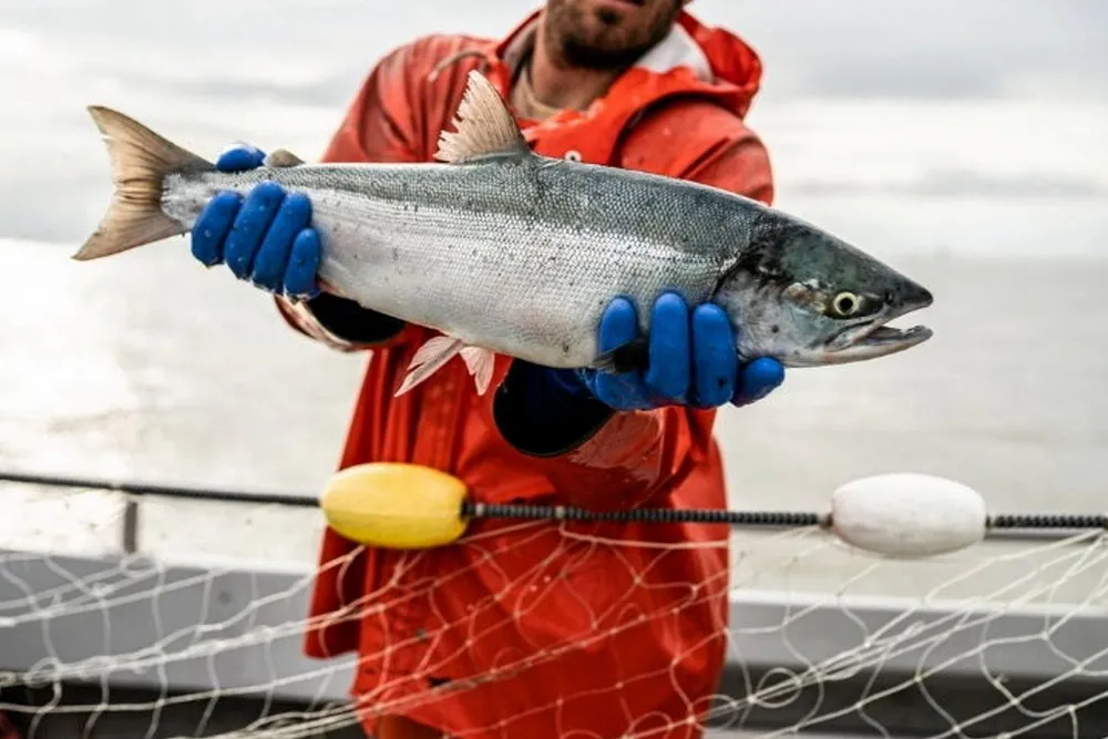 Bristol Bay sockeye were the smallest on record in 2024.