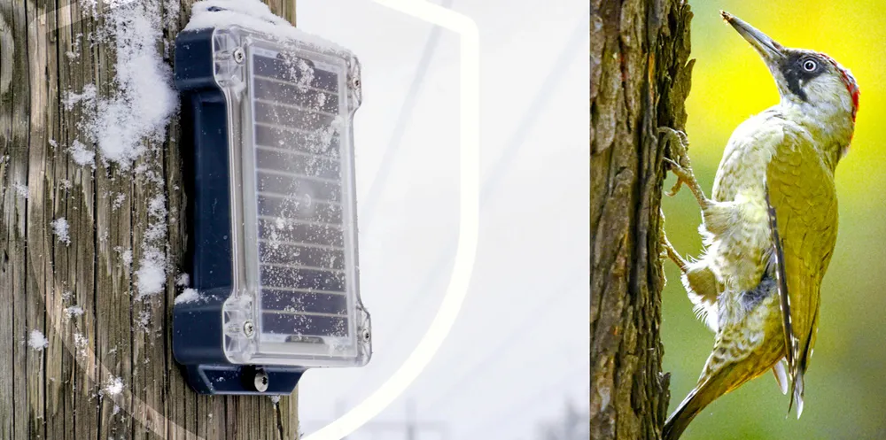 Nettselskapet Linja tester ut teknologi som skal gjenkjenne hakkingen til grønnspetter og andre hakkespetter.