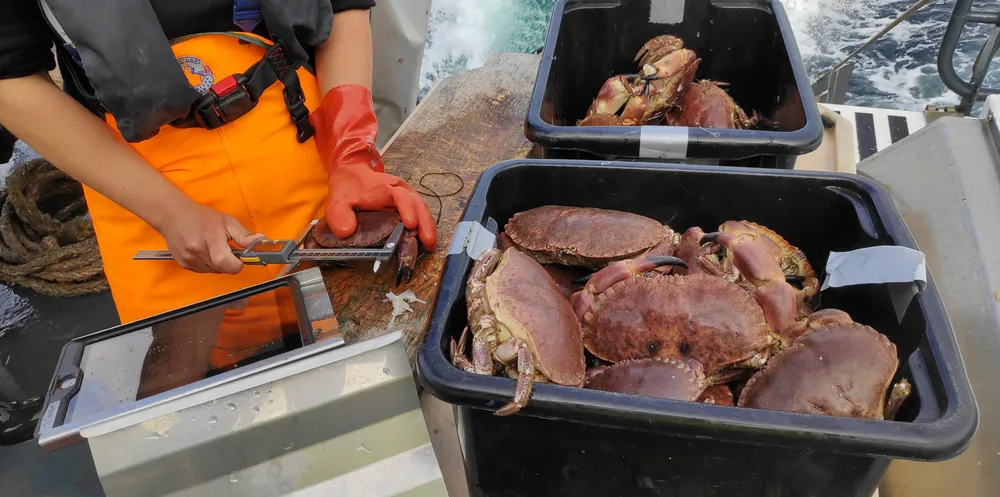 Størrelsen på krabbene kan fortelle forskerne om fiskepresset på bestanden. Blir krabbene mindre, tyder det på at den ikke får tid til å vokse seg stor nok før den fiskes.