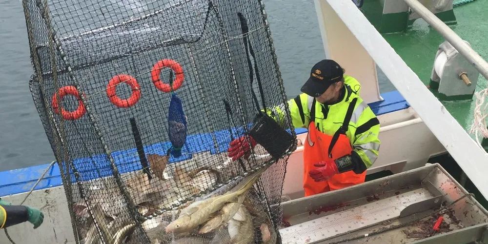 Til våren skal forskerne i gang med nye forsøk der en bruker lys i torsketeiner. Sist slike forsøk ble utført, fikk forskerne 200 kilo torsk i en enkeltteine. Foto: Odd-Børre Humborstad/Havforskningsinstituttet