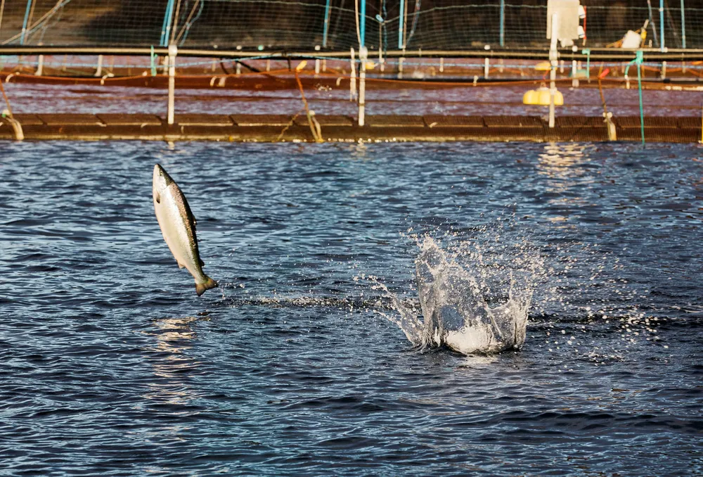 Oppdrettslaks, her fra et av Lerøys anlegg i Kågen ved Skjervøy i Nord-Troms.