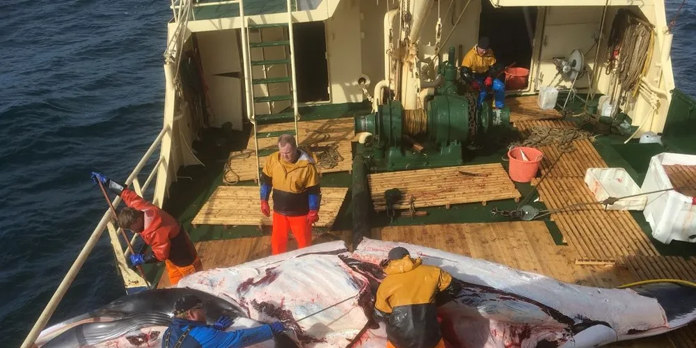 - Det gjør et stort inntrykk å være så nært det som skjer. Det har vært et veldig spennende og altoppslukende prosjekt nå i et år, sier filmprodusent Trygve Berge om dokumentaren som snart skal sendes på tv. Foto: Trygve Berge