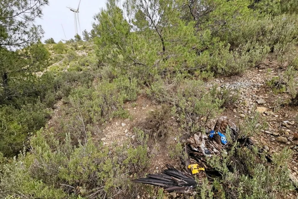 The bearded vulture, known as Masía, was found dead 40 metres from an Acciona turbine, said FCQ.