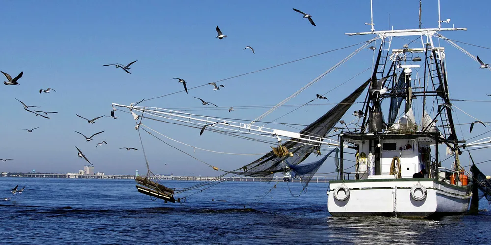 Louisiana processors want consumers to know when they are eating domestic or imported shrimp.