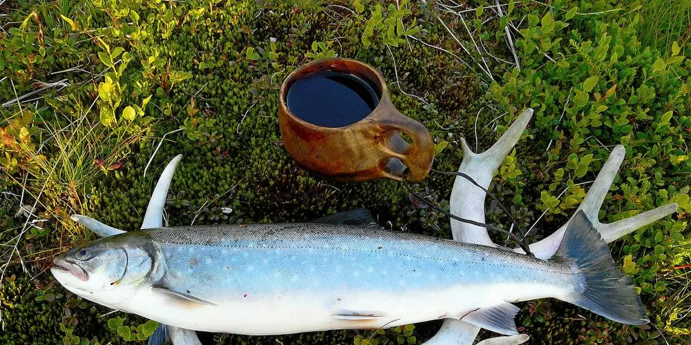 SJØRØYE: Påvirkningen fra oppdrett er ikke vurdert av Troms fylkeskommune, mener Norske Lakseelver. Foto: Trygve Poppe