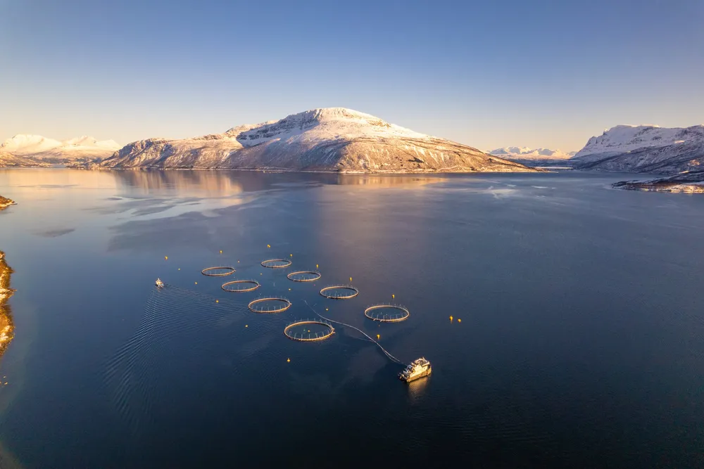 Lokaliteten Forså til torskeoppdretter Kime Akva er én av flere lokaliteter i Astafjorden som er berørt av algeoppblomstringen. Opp til høyre er Grovfjorden, der Northern Lights Salmon og Sørrollnesfisk sin lokalitet Trollvika ligger til høyre og Nordlaks sin lokalitet Ytre Stræte ligger til venstre.