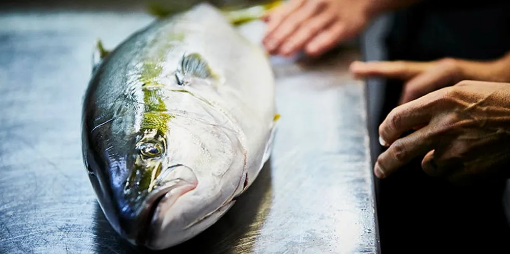 Clean Seas harvested 33 percent more fish in the six months to Dec. 31 at 2,107 metric tons.