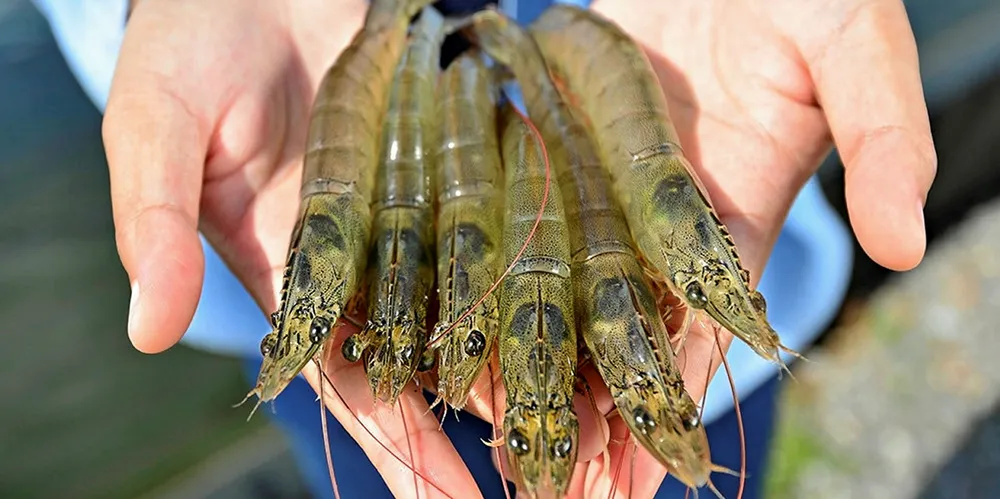 Farmed shrimp from Thailand. Global fisheries and farmed fish production is expected to surge in the coming decade, according to the new State of Fisheries and Aquaculture (SOFIA) report from the United Nations Food and Agriculture Organization (FAO).