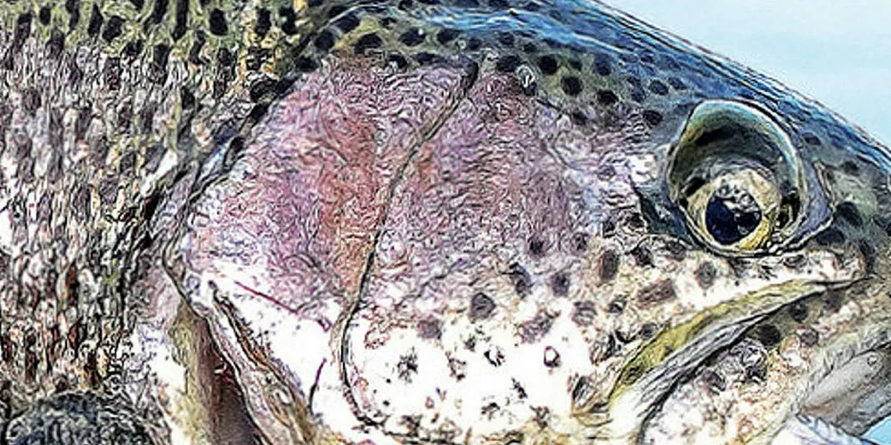 Alternative feed ingredient supplier targets aquaculture. Prairie Aquatech, trout.