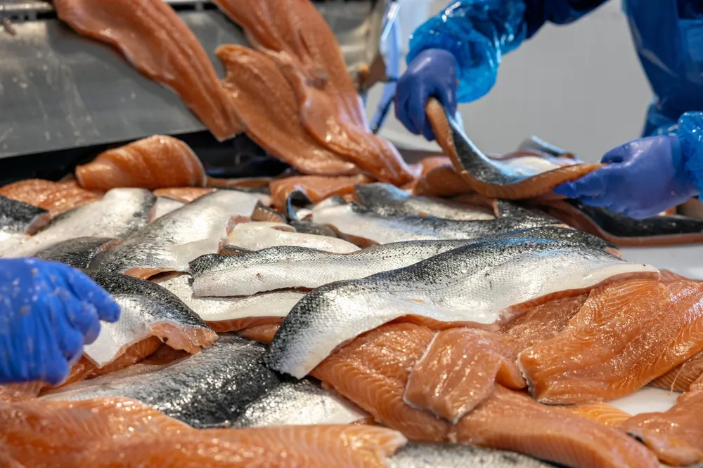 Tariffs be damned, the US is facing a flood of salmon
