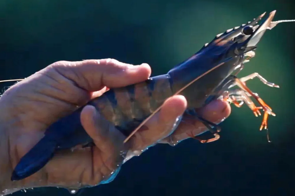 Black tiger shrimp are now the focus of Australian aquaculture producer Seafarms Group.