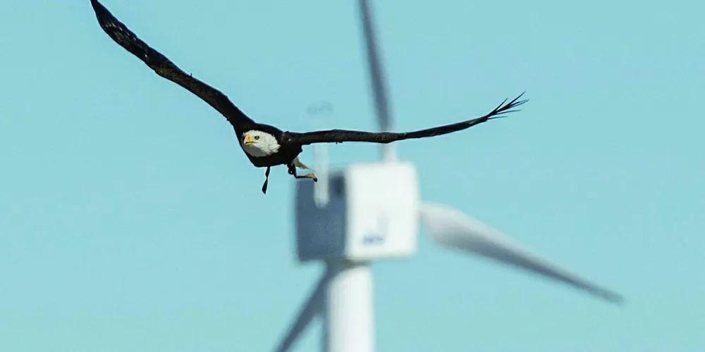 A 20 year old Bald eagle flys from a lift to his trainer at the National Wind Technology Center.