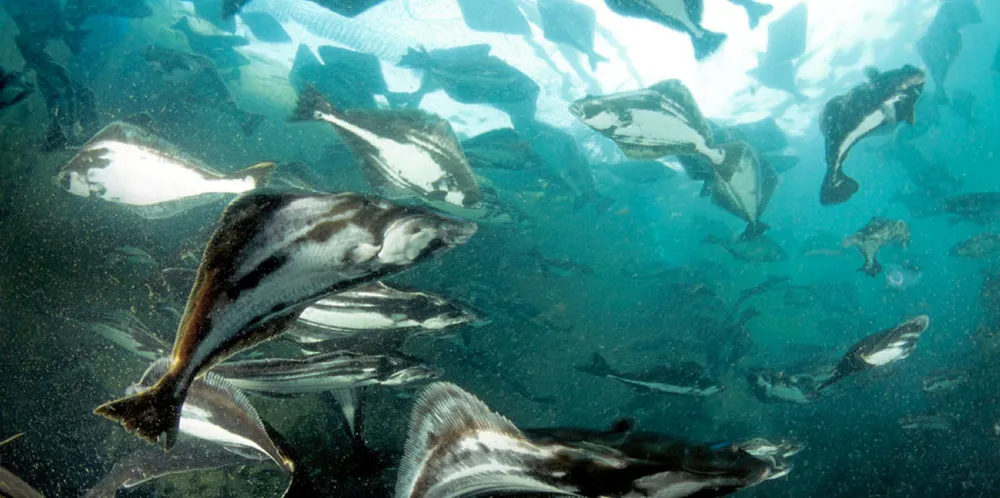 Kveite i sjø: Nå vil kveiteoppdretter Nordic Halibut øke produksjonen.