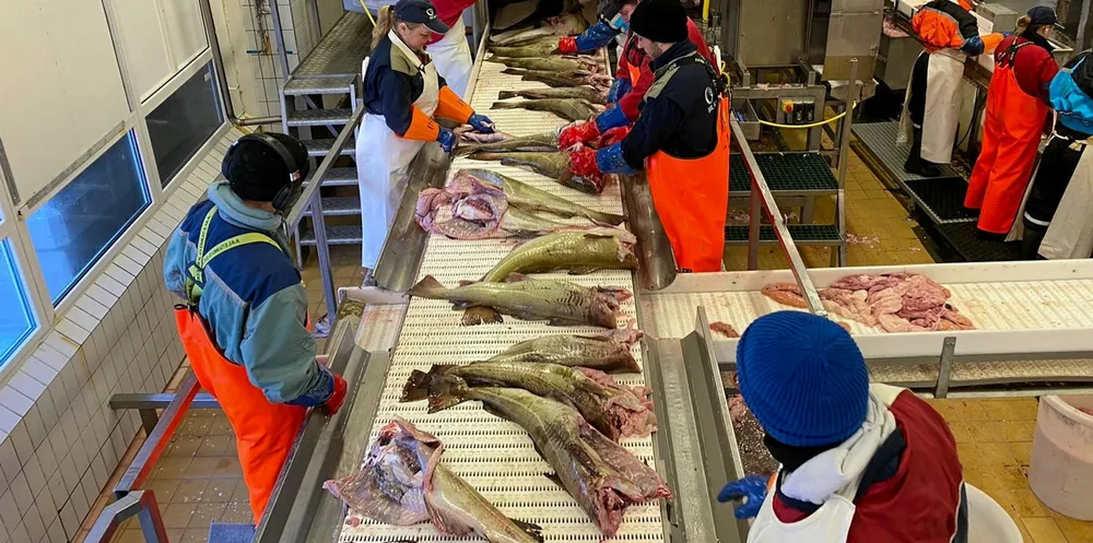 Produksjon hos Brødrene Karlsen på Husøy februar 2021.