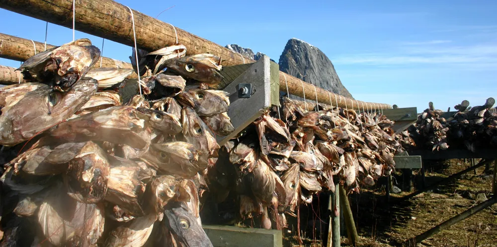 Det jobbes for å utnytte mest mulig av fisken. Kronikkforfatterne mener landene rundt Nord-Atlanteren kan ha nytte av å bygge et felles varemerke for bærekraftig utnyttelse av marine produkter.