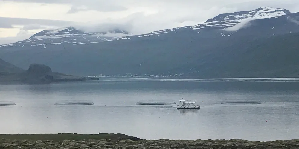 Lokaliteten Gripaldi på Island tilhører Laxar.